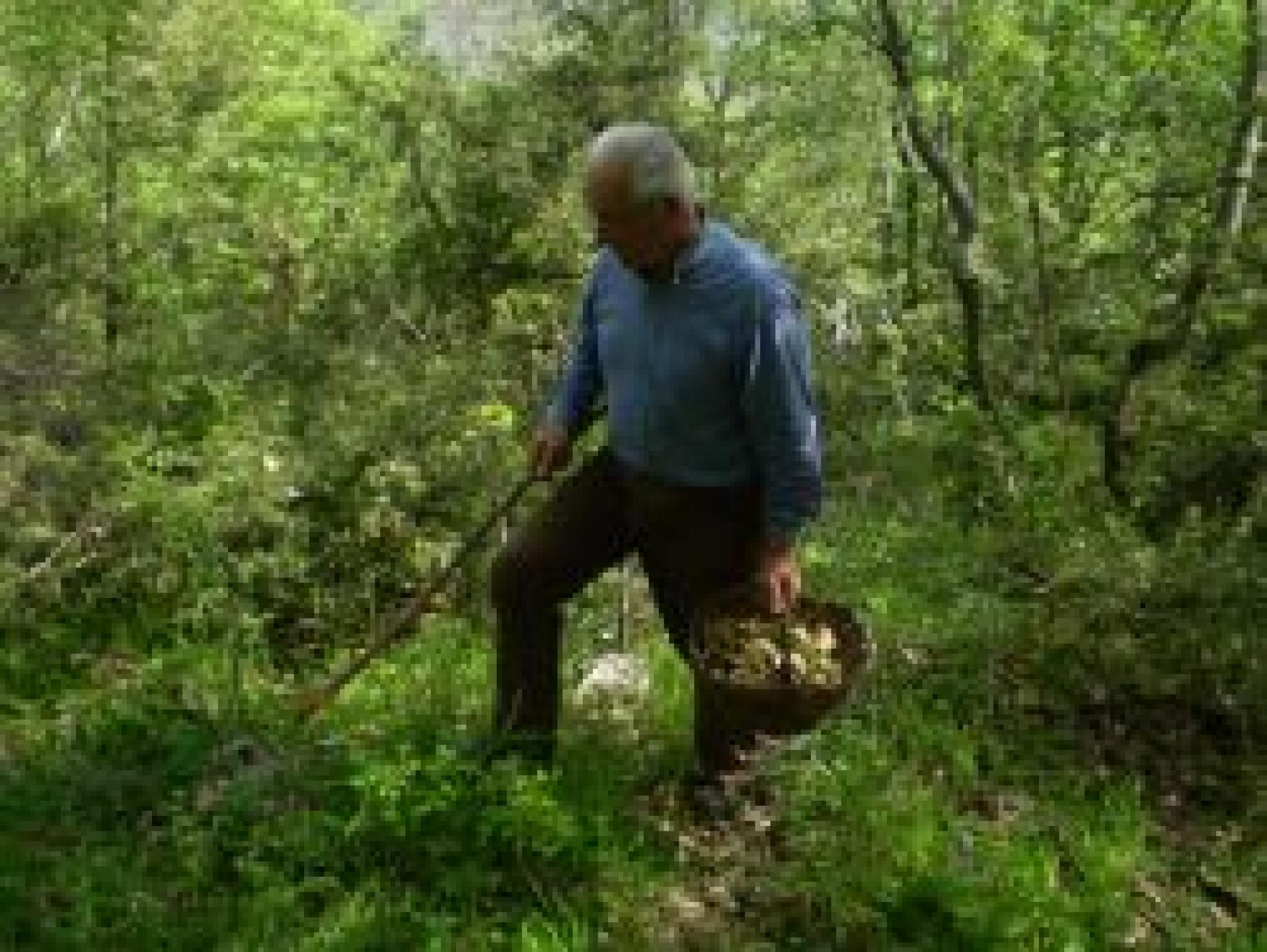 Tragedia nei boschi: cade mentre cerca i funghi, muore 60enne