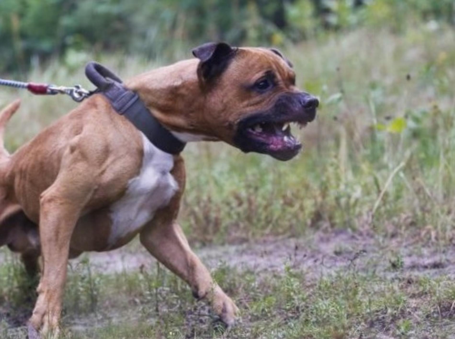 Ozzano Monferrato: pitbull aggredisce una donna, ricoverata al Cto