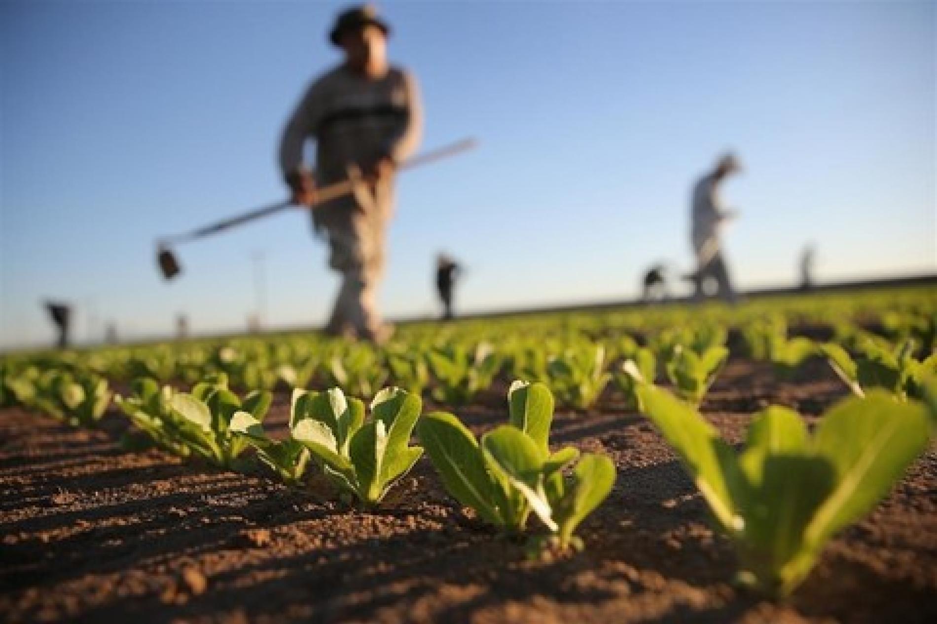 Contributo per i giovani agricoltori: al via la presentazione delle domande