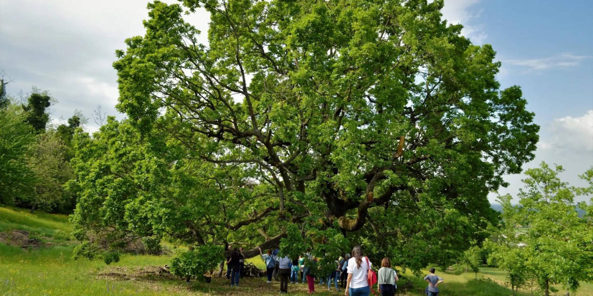 La quercia del Castellone negli spot tv grazie alle foto di Giraudo