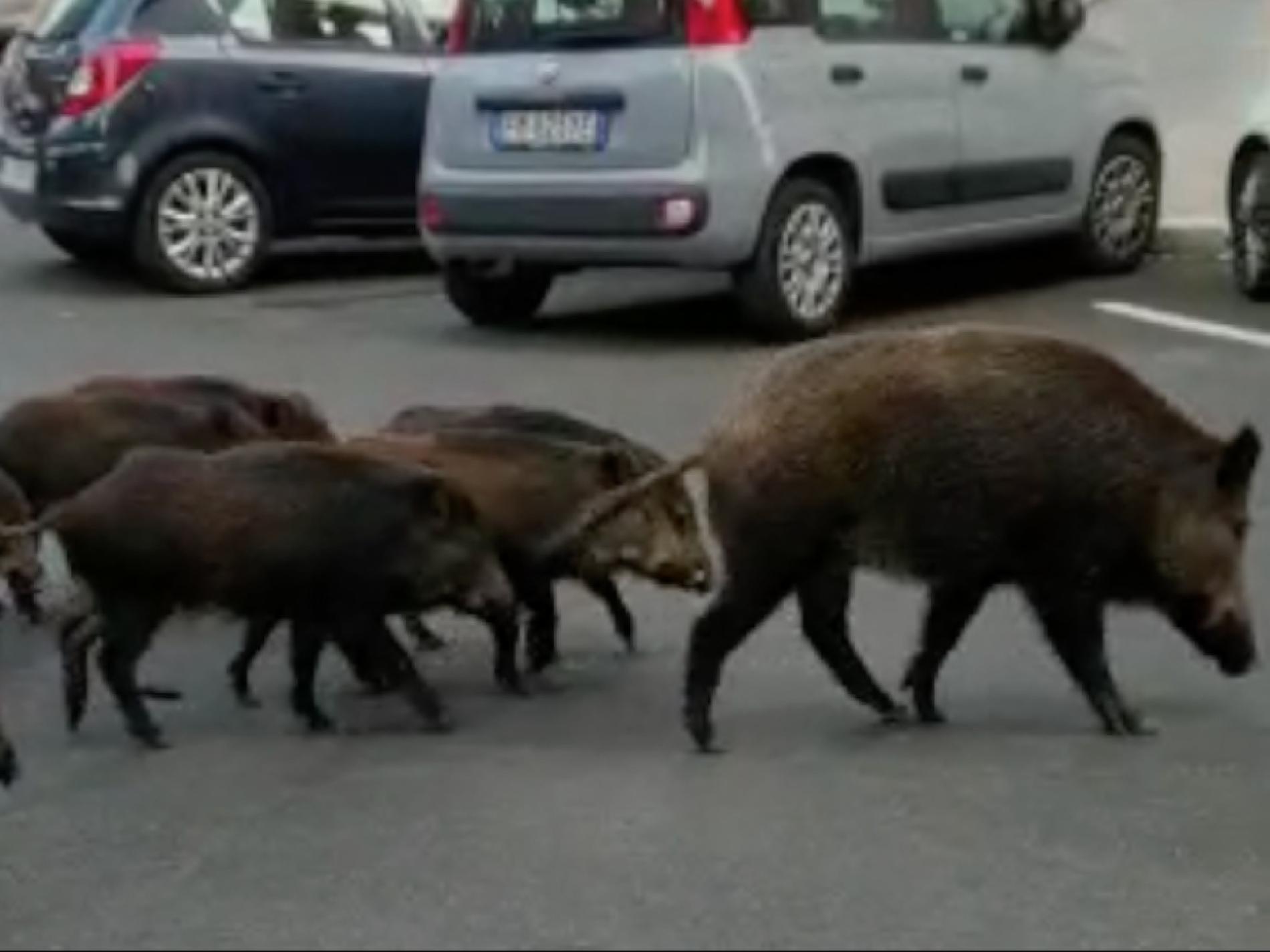 Peste suina: 14 casi in Piemonte, nessuno nella zona cuscinetto