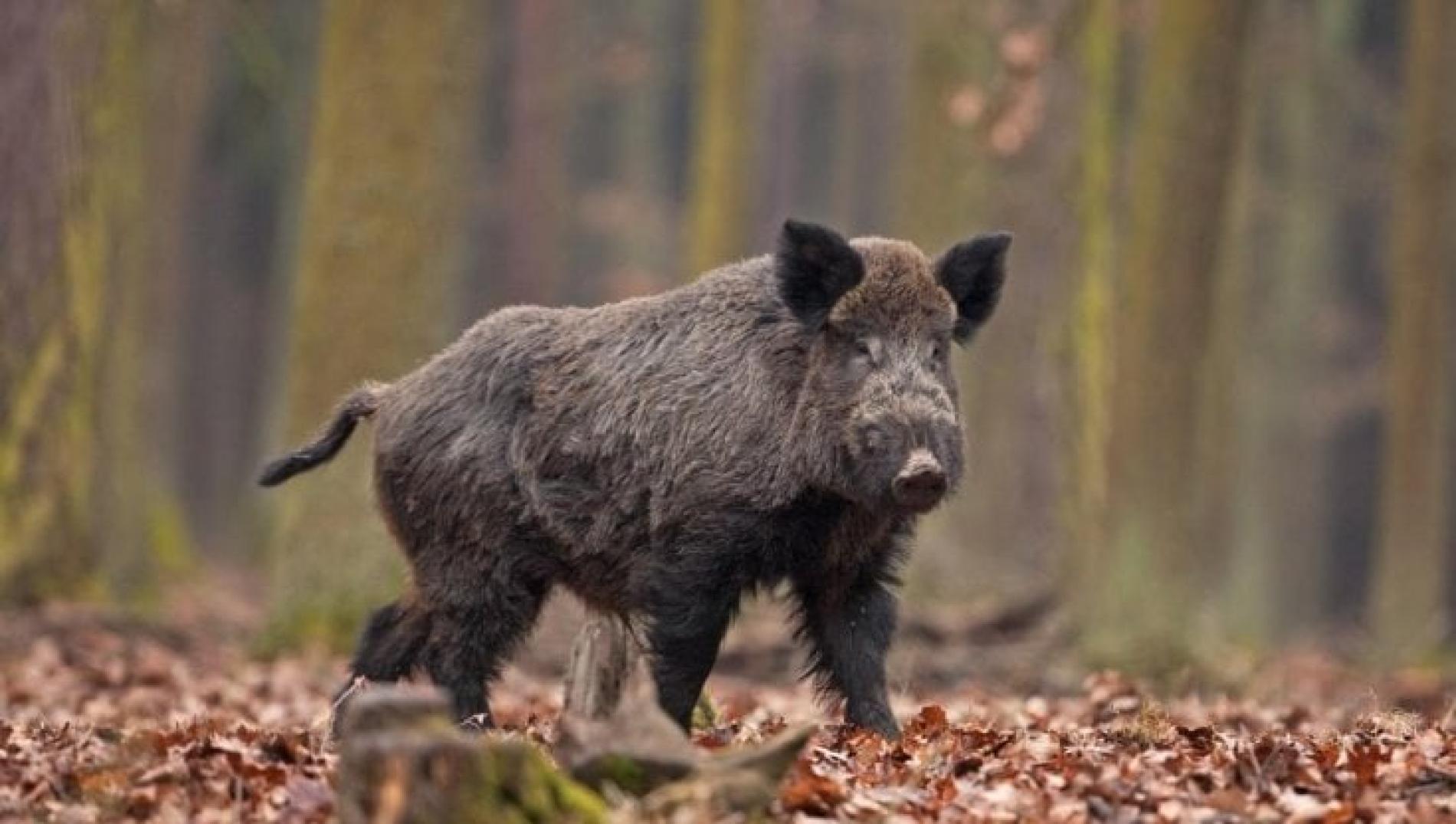 Peste suina: 14 casi in Piemonte, nessuno nella zona cuscinetto