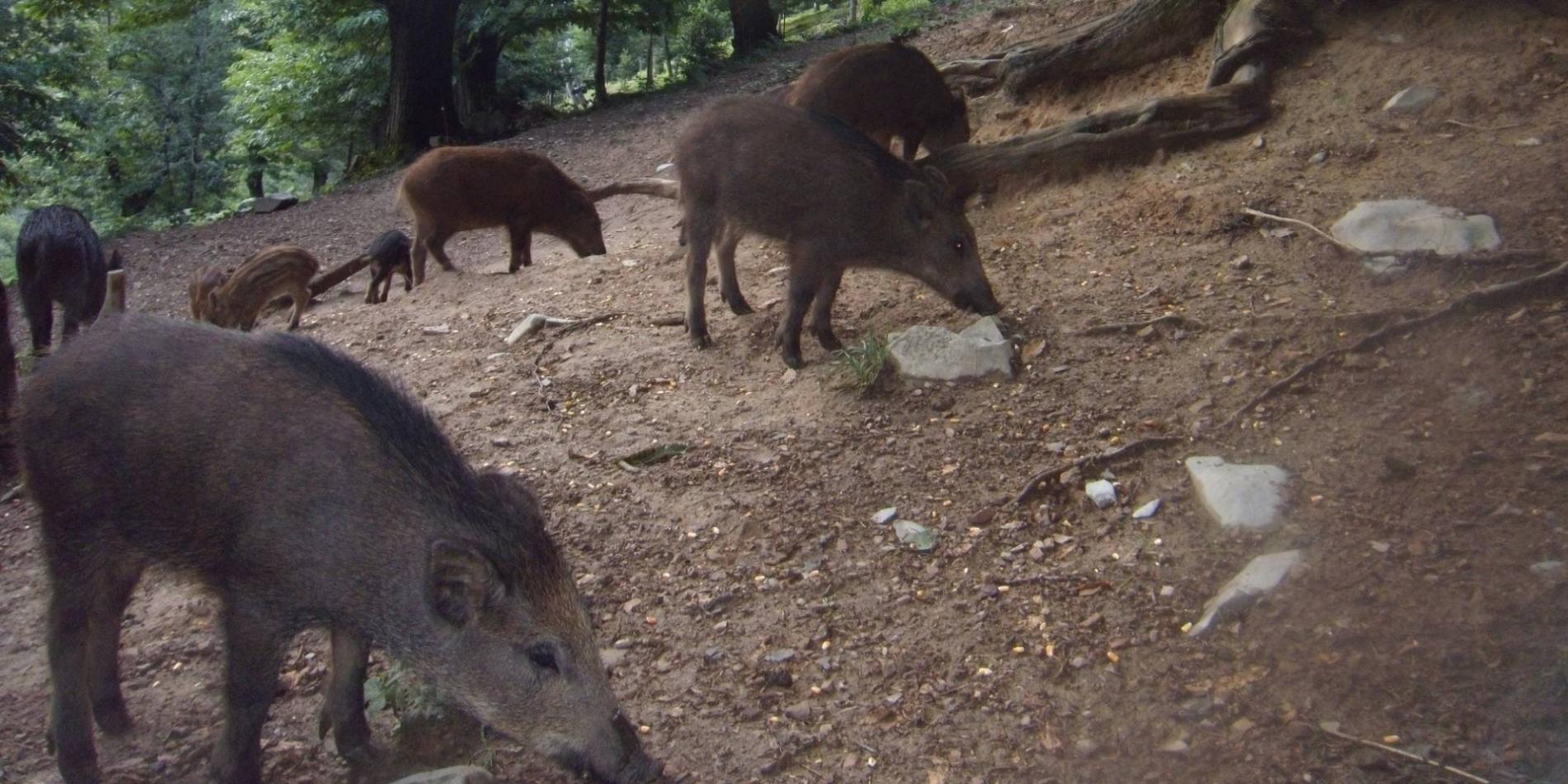 Enci, due unità cinofile impegnate contro la Peste suina