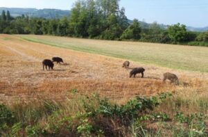 Peste suina: quattro nuovi casi tra i cinghiali in Piemonte e Liguria