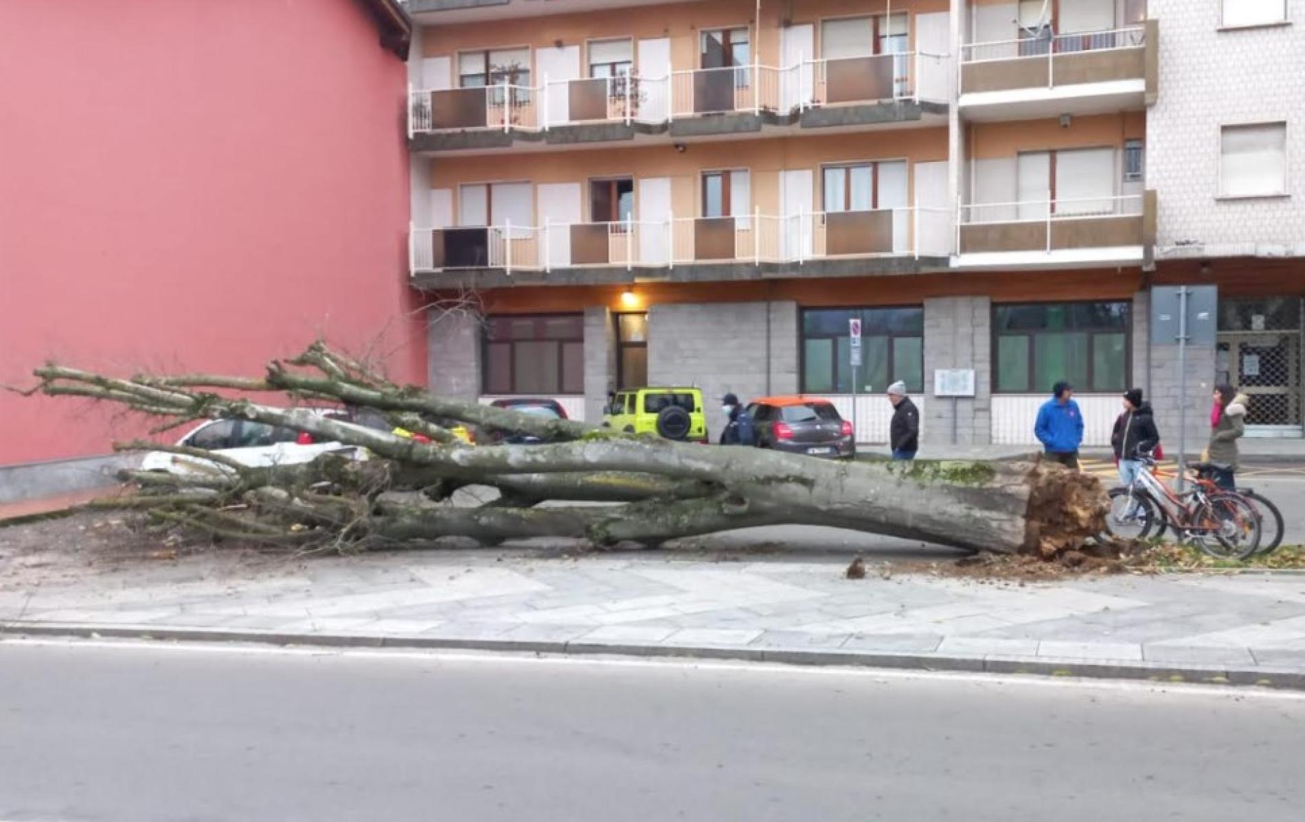 Controlli sul verde urbano: abbattuti due platani