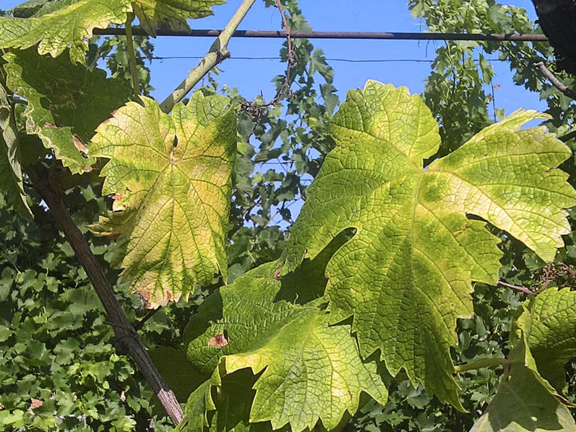 Aiuti alle imprese colpiti da flavescenza