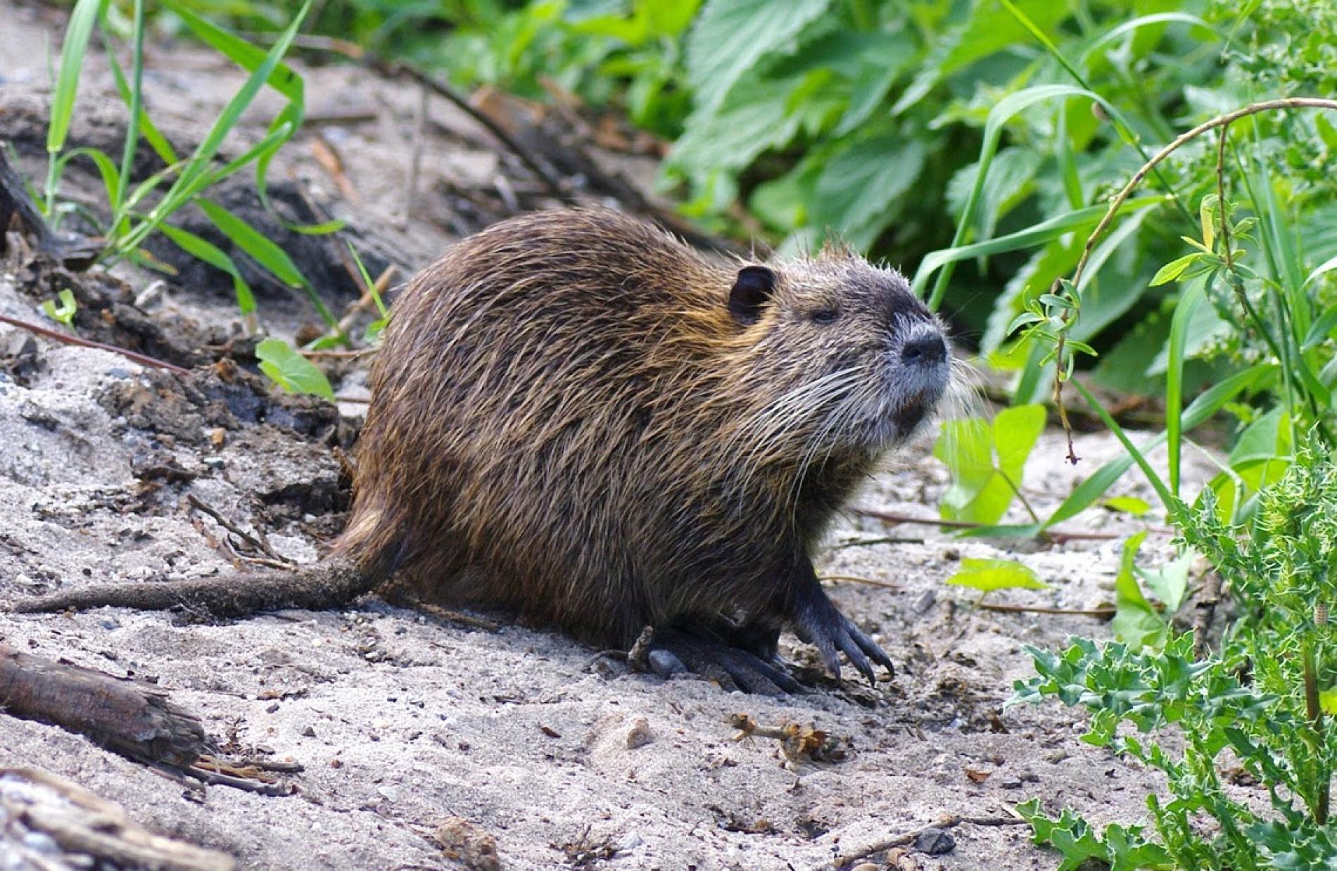 Животное с хвостом крысы