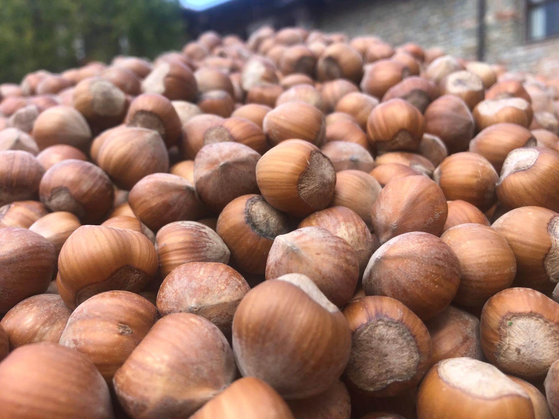 Sagra della nocciola a Lu Monferrato