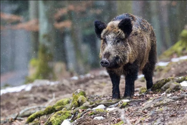 Caccia, quattro specie sono vietate