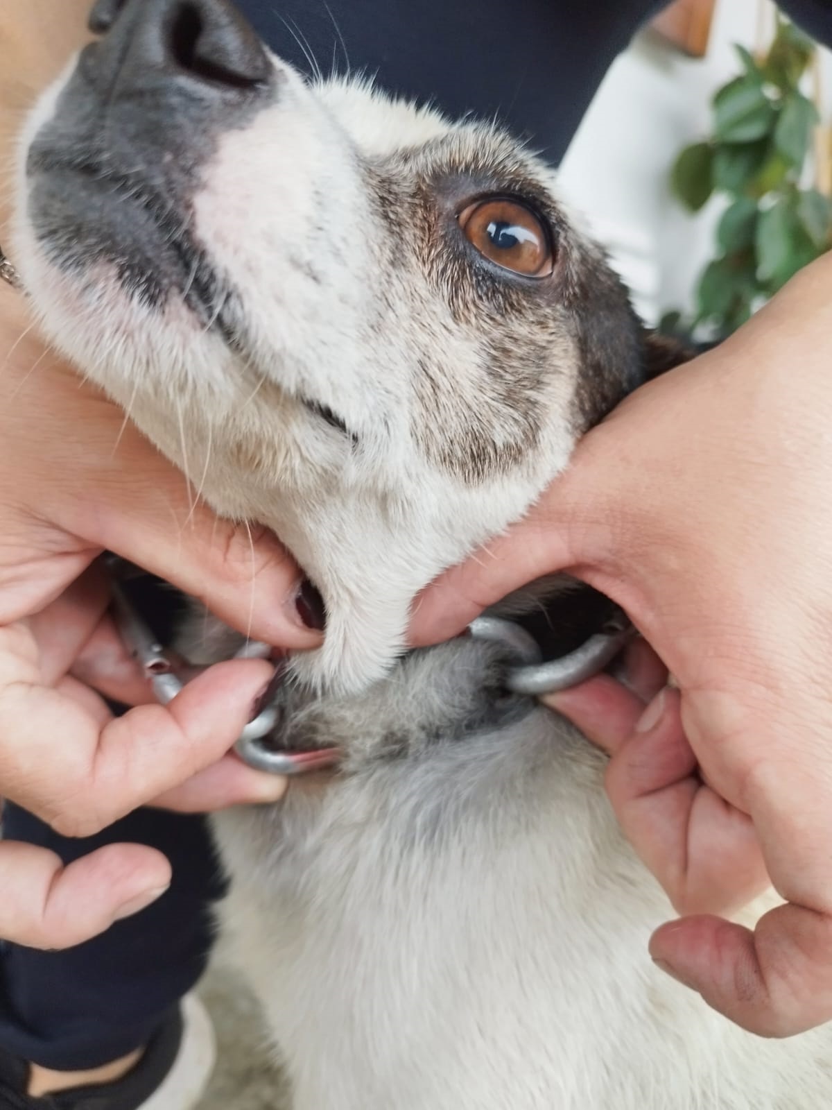 Individuato il responsabile del maltrattamento del cane di Villanova