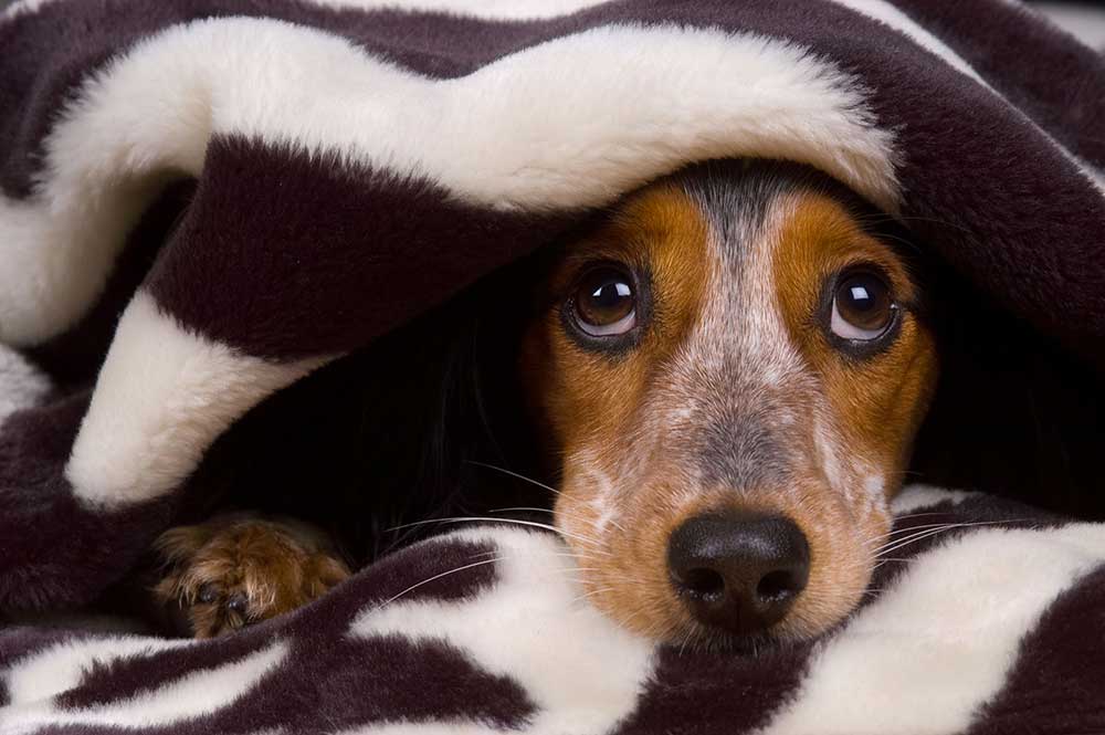 Come tutelare gli animali dai botti di Capodanno